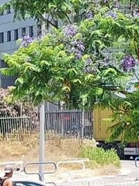 tree with purple flowers in front of building