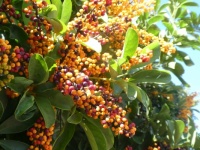 Wonderfully coloured berries