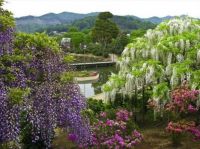 1 - "Ashikaga Flower Park, Japan'..