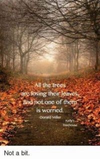 ALL THE TREES ARE LOSING THEIR LEAVES AND NOT ONE OF THEM IS WORRIED  Donald Miller
