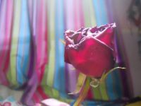 rose