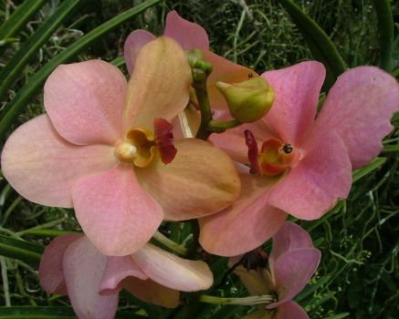 Beautiful orchids