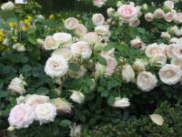 Rose's garden-3