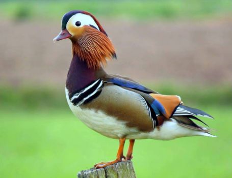 Mandarijneend ~ Mandarin Duck