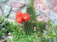 cactus Flower