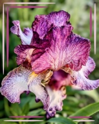 💜🌾 Irises 🌾💜