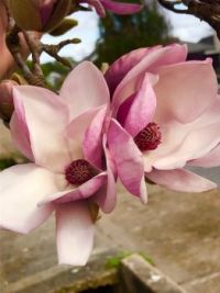Japanese Magnolia, Sign of Spring