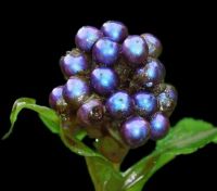 Pollia condensata  Most colorful plant ever seen