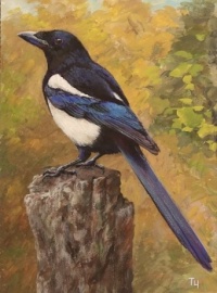Art - Birds - Magpies 2 - Magpie in the Forest (Resize: 12 - 108 Pieces)