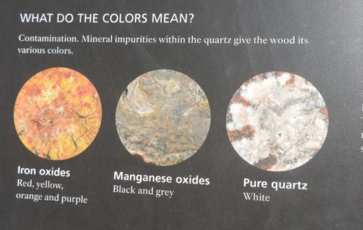 Petrified forest explanation of the mineral colors