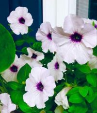 Petunias