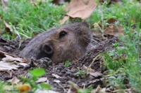 Gopher pushing dirt