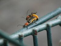181_6904 Bug / Beetle on my peg basket