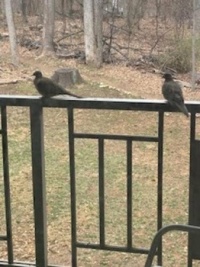 On the railing