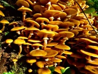 Fungus Finds