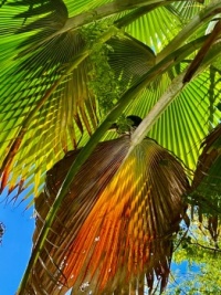 under the palm fronds