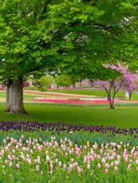 Sit on the Bench and Soak up the beauty of Tulips