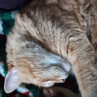 Wally sleeping upside down