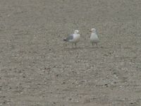 Seagulls on beach, difficult one....