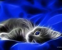 Cat in blue