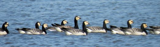 barnacle geese in a row