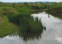 Pond at Penallt
