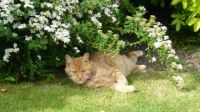 Ferdy - resting in the shade