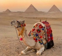 Egyptian Camel