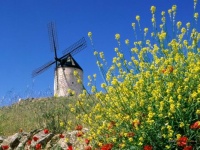 Windmill and flowers