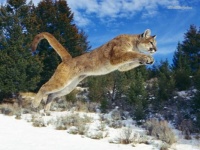 Jumping Puma ( Cougar?)