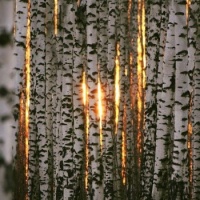 Sun sneaking through Birch