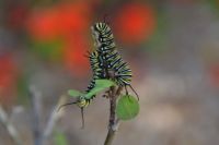 Monarch Butterfly Caterpillars on Milkweed
