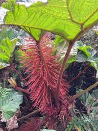 Interesting Plant in Costa Rica