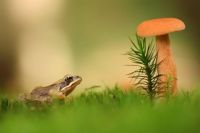 Froggy World