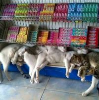 Shop Cats Working Hard