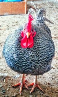 Rocky the Barred Rock Rooster
