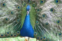 peacock closeup