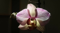 Orquídia