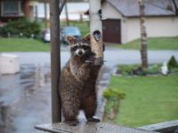Raccoon at the bird feeder