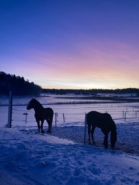 Horses in a snowy sunrise
