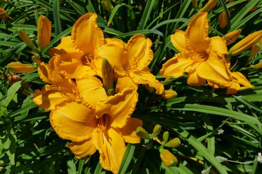 Cluster of Daylilies