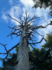 Dead tree and sky