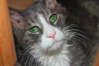In loving Memory of Boots