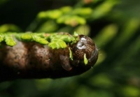 Black underwing caterpillar eating some conifer (Zwart weeskind)