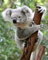 Koala on a branch 2