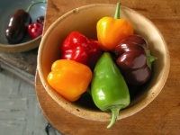 Colorful Peppers
