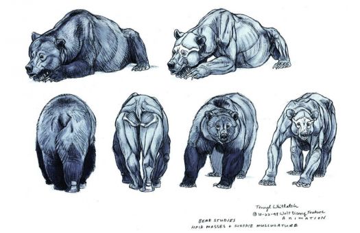 terryl whitlatch bear anatomy