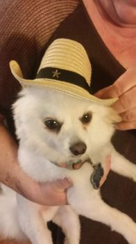 Dog under the Hat