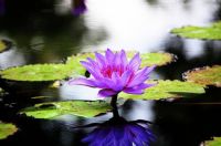 Purple Lilly