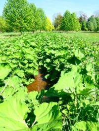 So many Groot Hoefblad / Petasites hybridus. In March the flower (aar) shows first and later on the, up to 1 meter large, leaves. It is hard to get rid of such plants if you have them in your garden. They love wet lands (like here, where you can hardly se
